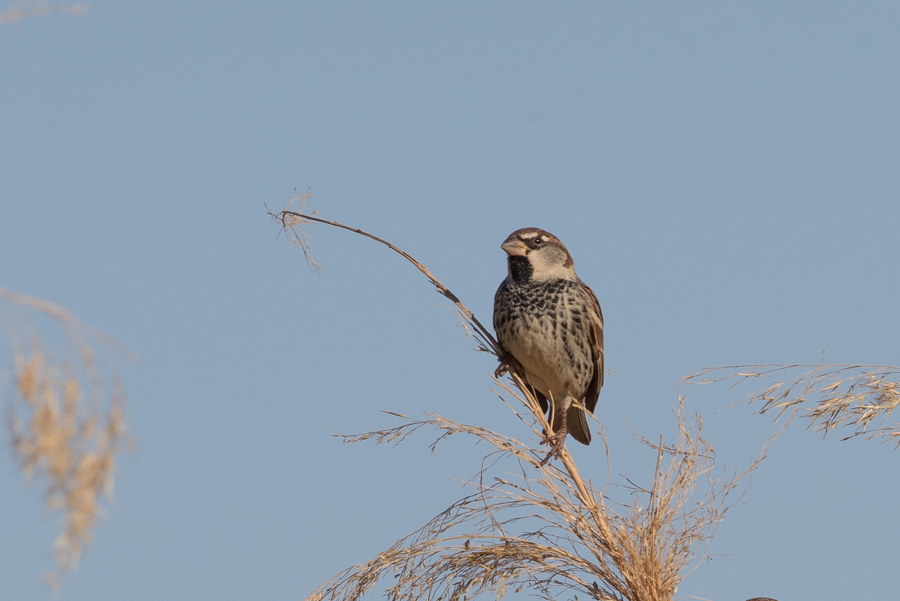 Flocks of Spanish Sparrows - Haradh Spanish Sparrow2