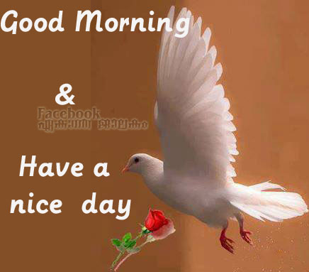 Lovely Quotes For You: Good Morning and Have a Nice Day