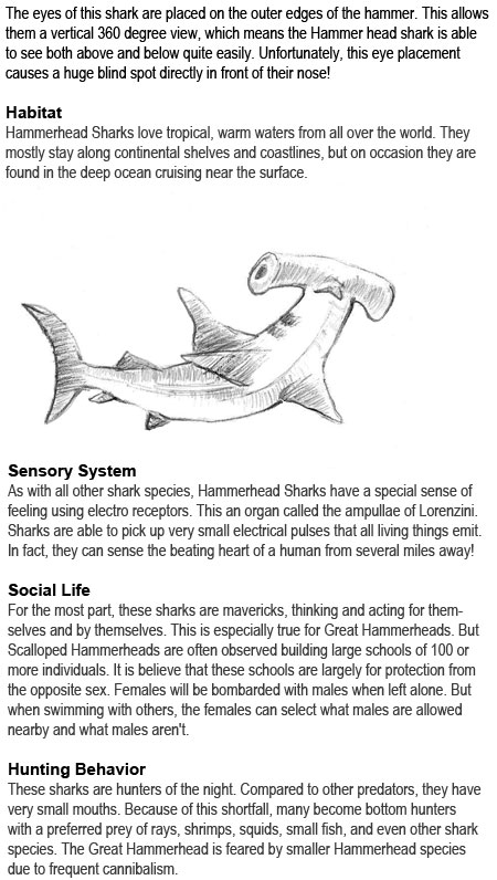 Hammerhead shark facts for kids