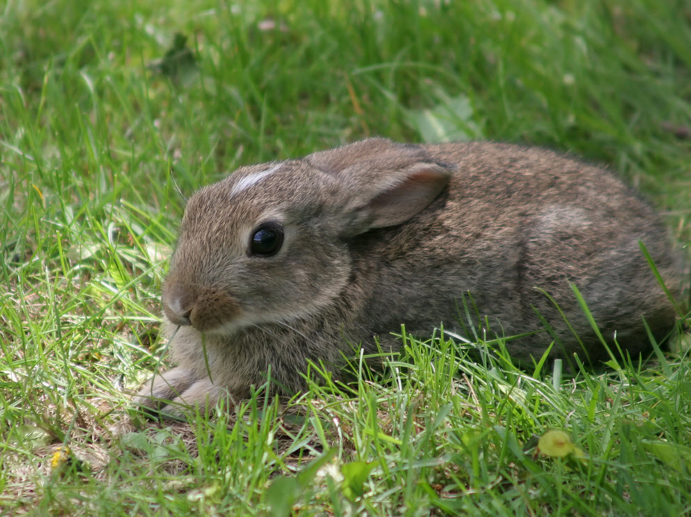 Кролик года жизни. Вид грызуна кролик домашний. Сколько живут кролики. ცხოველები animals.