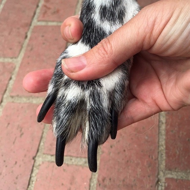 My Dogs Nails Are Too Long Nails Magazine