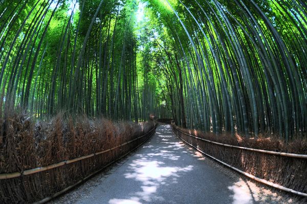 5 Jalan Kecil Terunik di Dunia: Jalan Bambu, Jepang