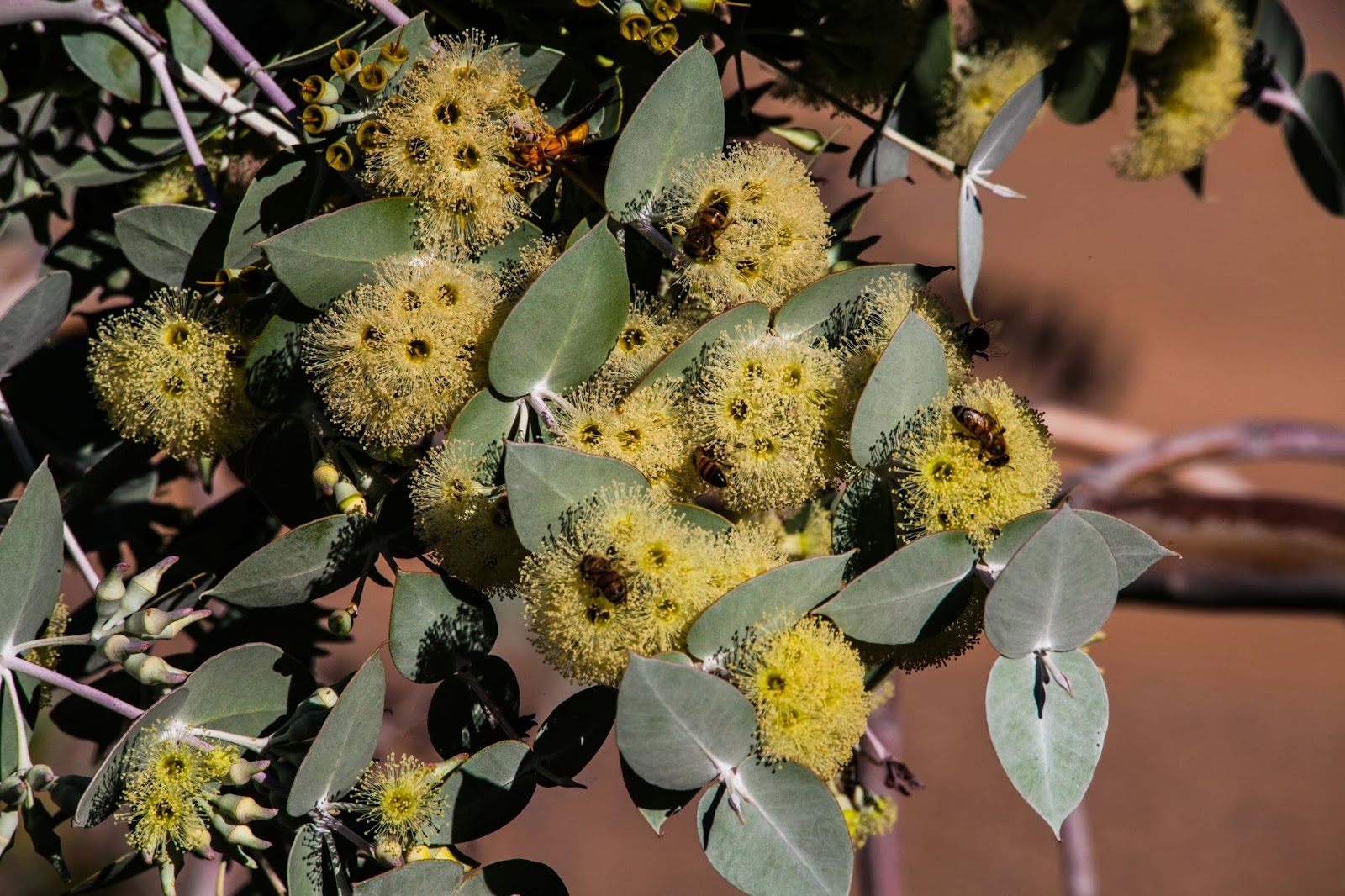 Walking Arizona Yellow Eucalyptus Tree Flowers