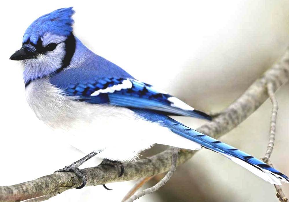 Blue Jay Blue Jays Diet