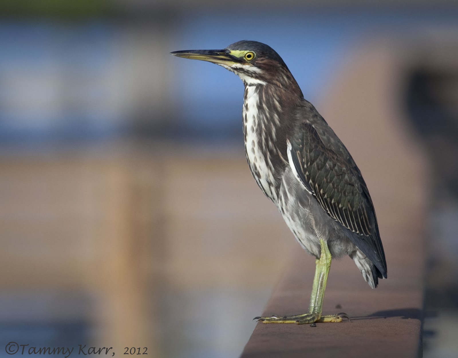 i heart florida birds Yellow Legs