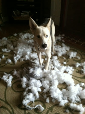 Dog shreds stuffed animal