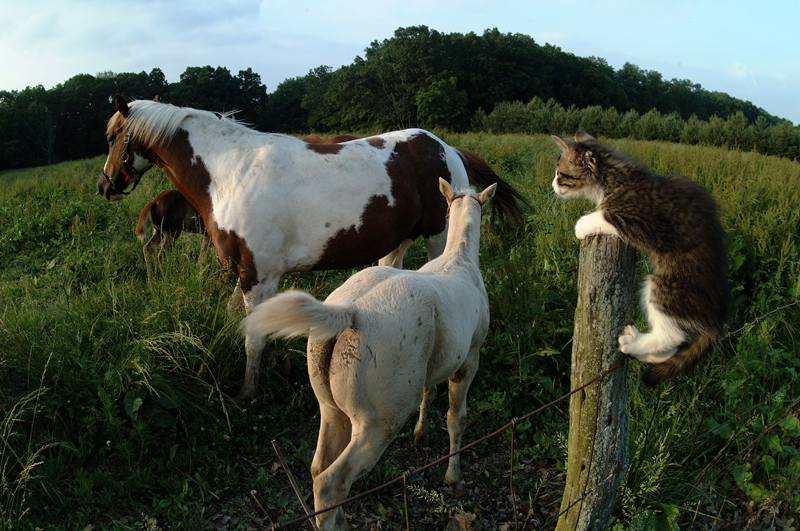 Perceptions of Stray and Feral Cats in New Zealand