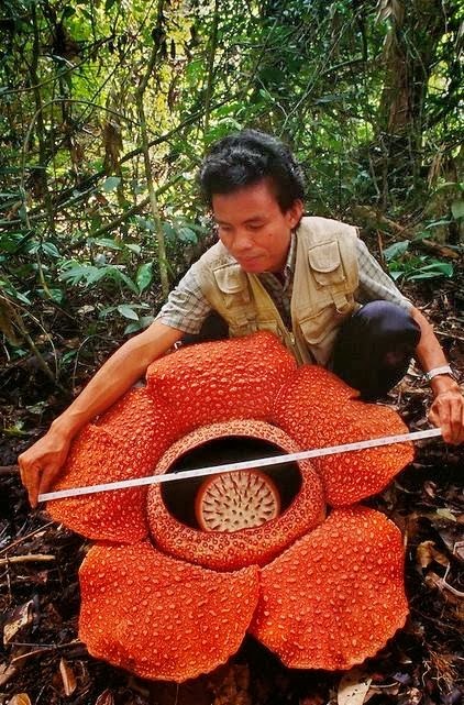 Macam Macam Bunga Nasional Indonesia Tereksotis