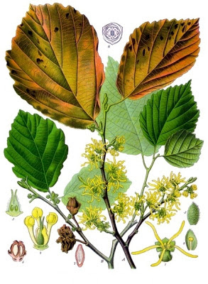 Hammelis virginiana - detalle de hojas y flores