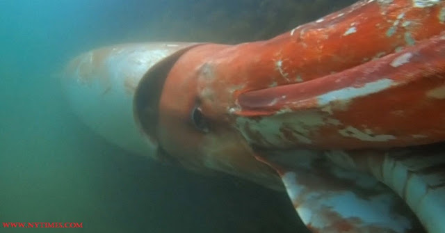 21 Jenis Ikan Laut Dalam Paling Menyeramkan, Predator Dan Unik Giant Squid Adalah Jenis Ikan Laut Dalam Paling Menyeramkan, Predator Dan Unik