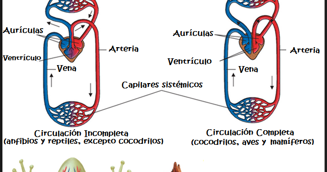 imágenes del sistema circulatorio cerrado