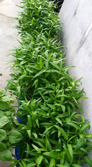 BELAJAR TANAM KANGKUNG SENDIRI