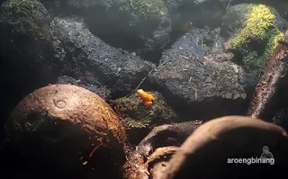 jakarta aquarium neo soho