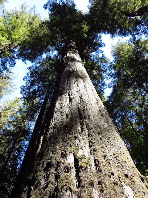 Avenue of the Giants Redwood California