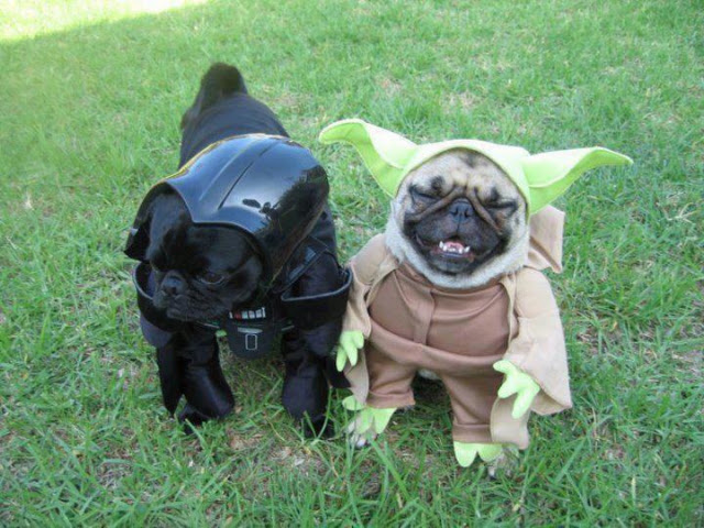 50 Funny pet costumes (50 pics) | Amazing Creatures