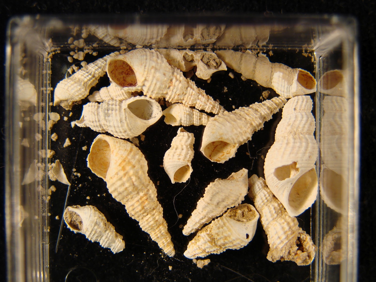 Spineless Wonders snails in the desert