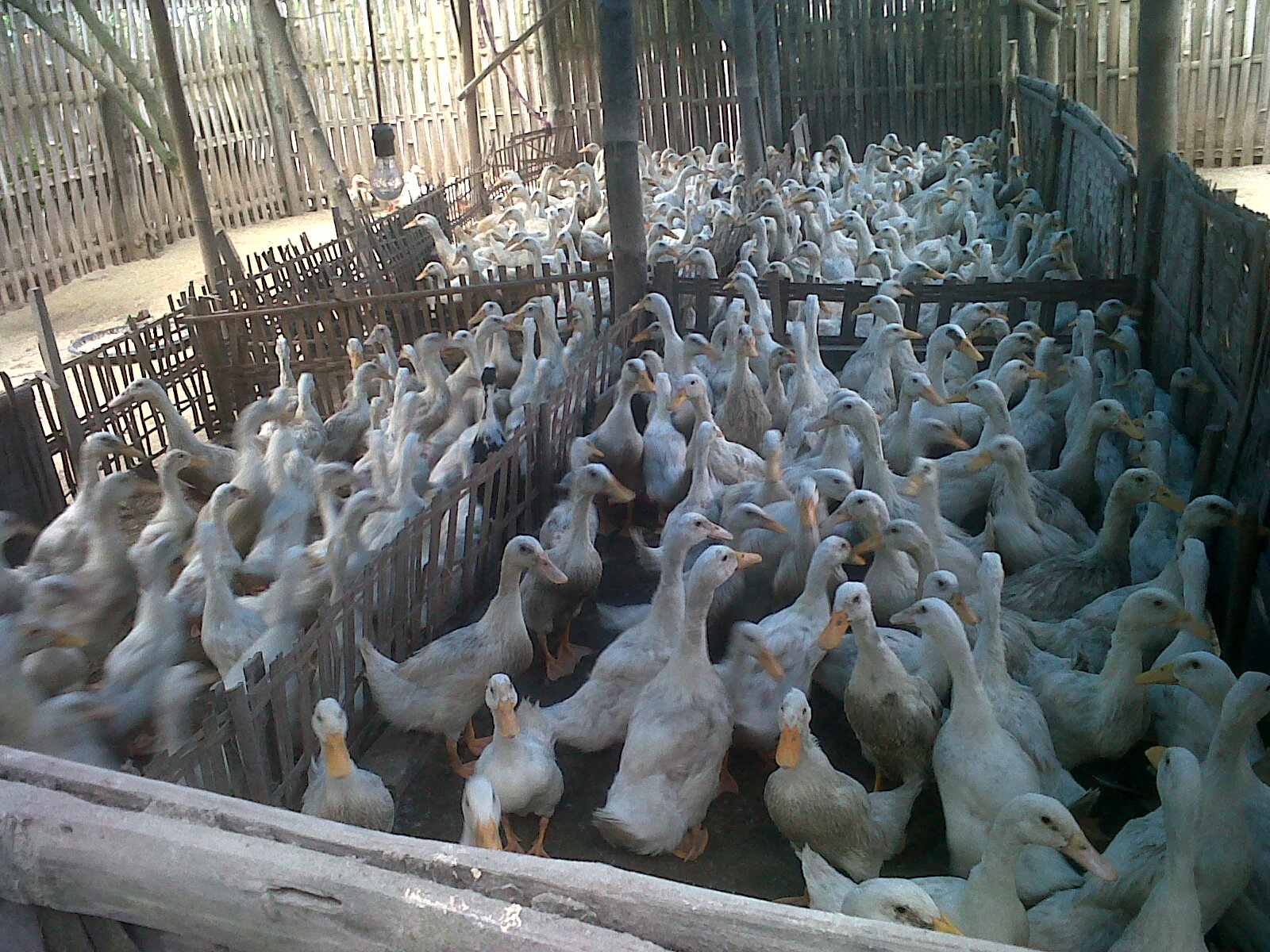 Analisis Usaha Budidaya Itik Pedaging Menguntungkan RONY