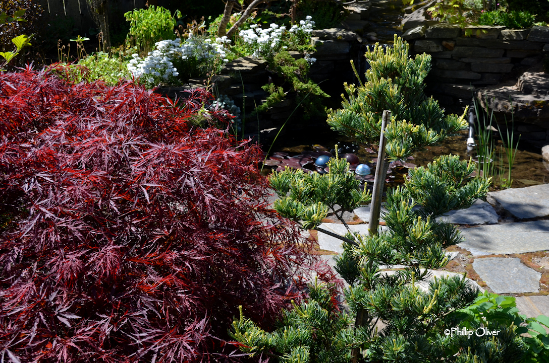 Open Gardens Bostwick garden