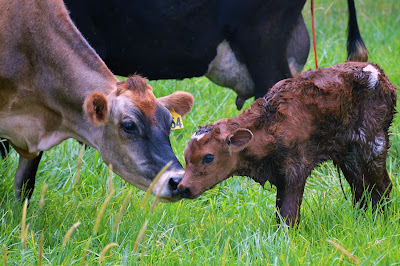 newly born calf