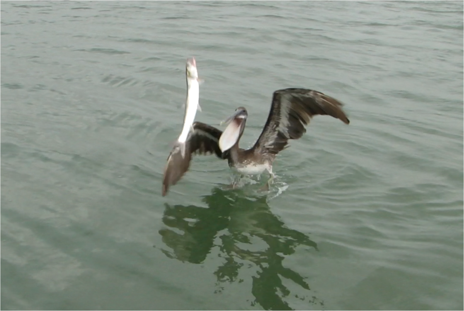 Pelican catching fish