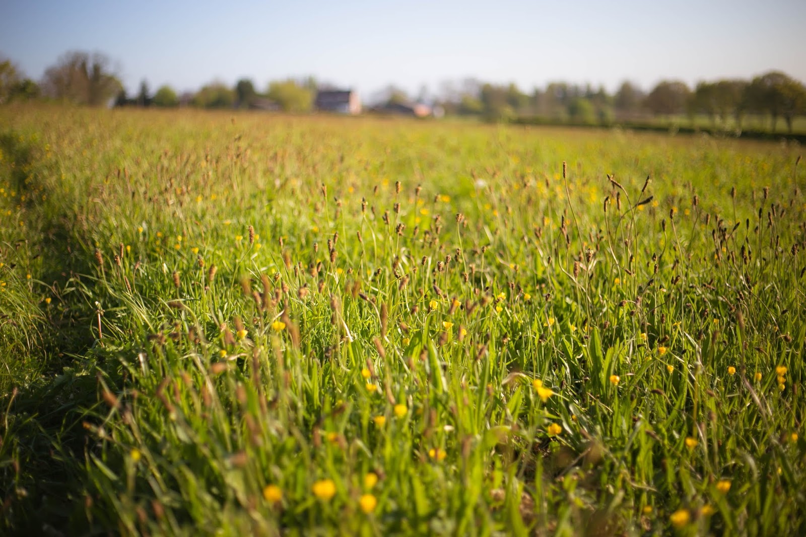 ©Katiewrites.co.uk Belper, Derbyshire, British, Britain, England, Countryside, Fields, Blue Skies, Katie Brown, Katie Writes,