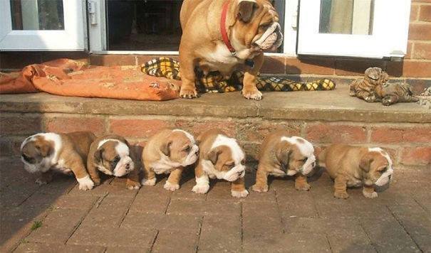 Familias Perrunas = amor y ternura [+Fotos]