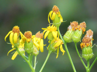 wildflower wednesday yellow ragwort