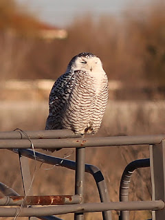 Snowy Owl, Odessa, TX Snowy Owl, Odessa, TX