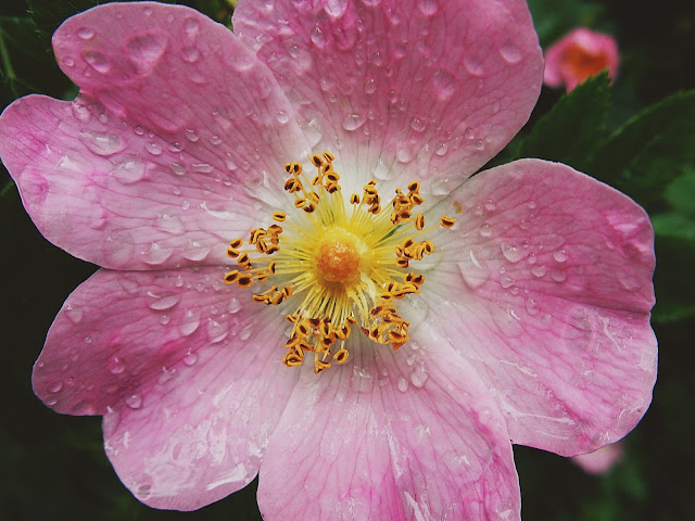 Jääkausi keskellä kauppareissua