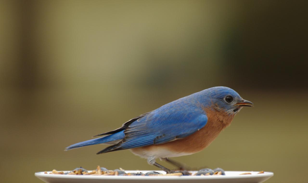 Bluebirds Building in A Nest Box | Content in a Cottage