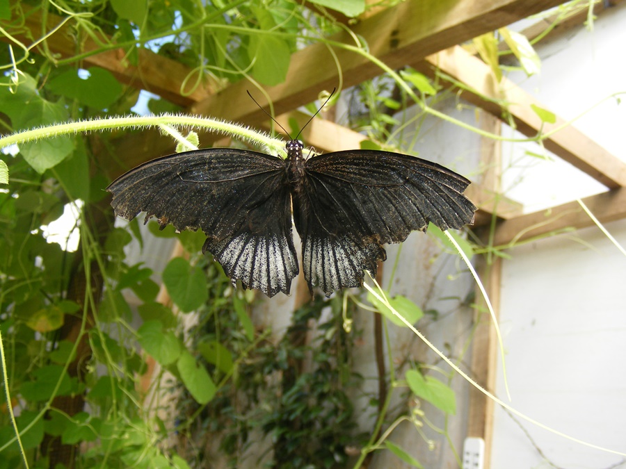 photographing New Zealand Thames Butterfly House