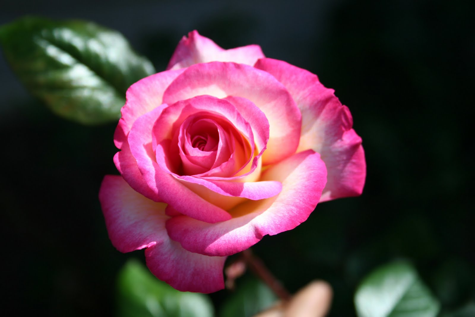 Spread a Cheer Lovely rose blooms in our garden
