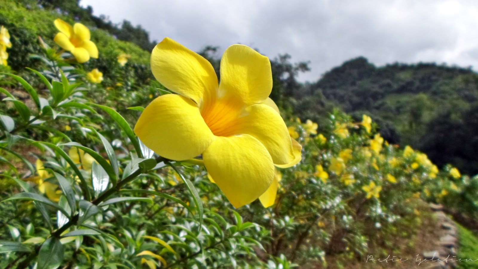 Poetic Isolation Terrazas De Flores Botanical Garden Cebu