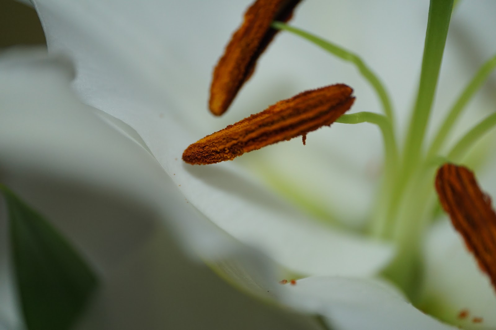 真っ白な百合の花のマクロ撮影