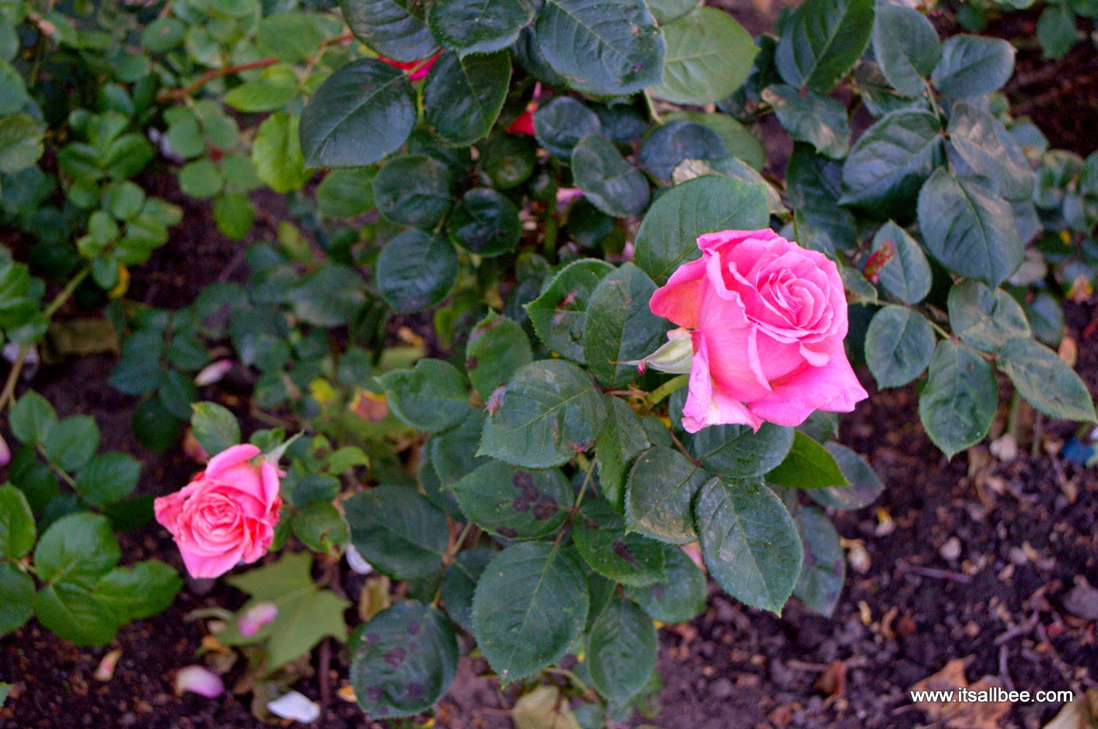 Rose garden of Imperial War Museum London 