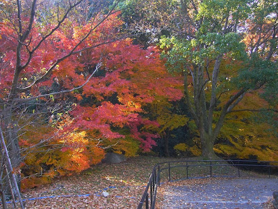 大阪府枚方市・山田池公園の紅葉