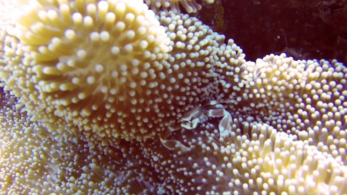 Small crab into the corals @Mafia Island - Tanzania ©Andrea Pompele All Rights Reserved