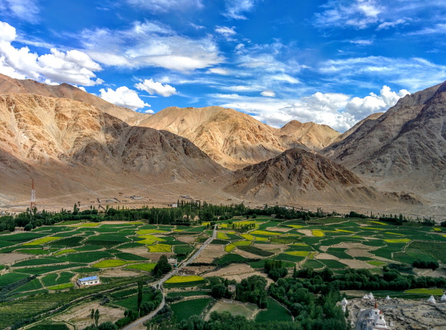 Green agricultural land below Chemrey Monastery, Ladakh