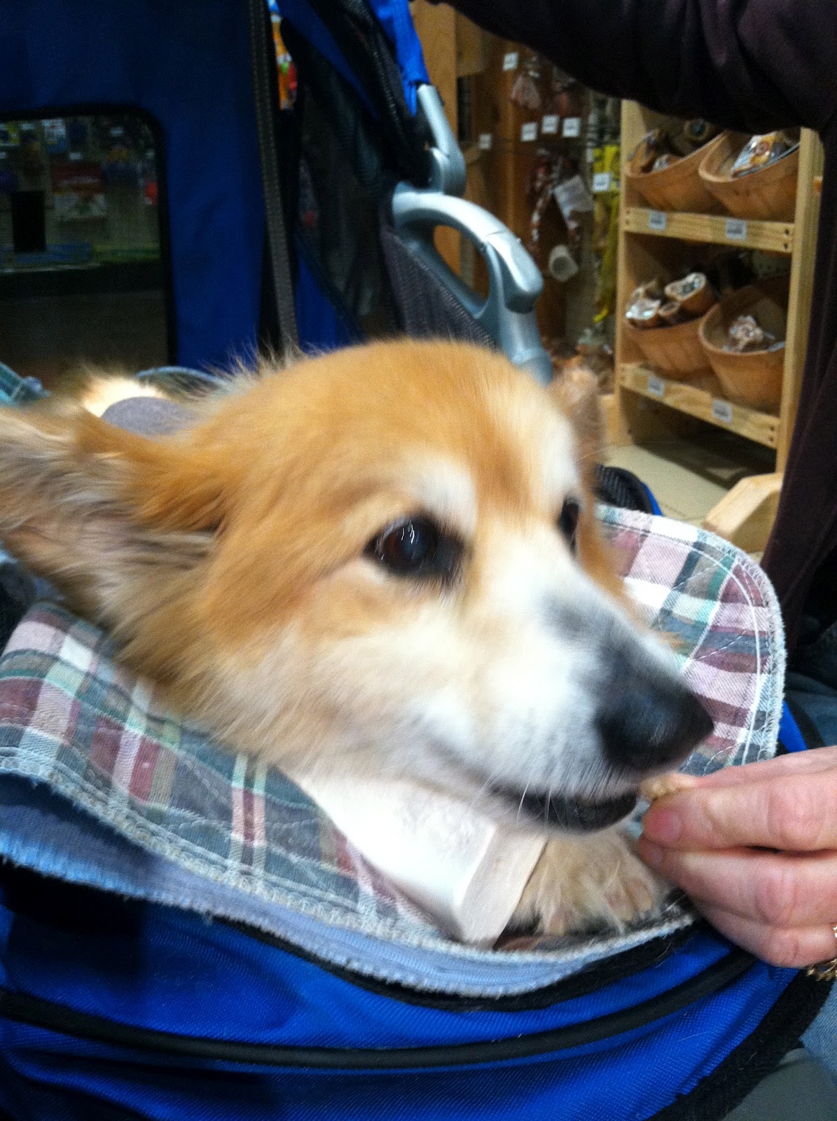 Llyr a Welsh with DM