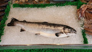 ikan salmon makanan penurun kolesterol ikan salmon makanan penurun kolesterol