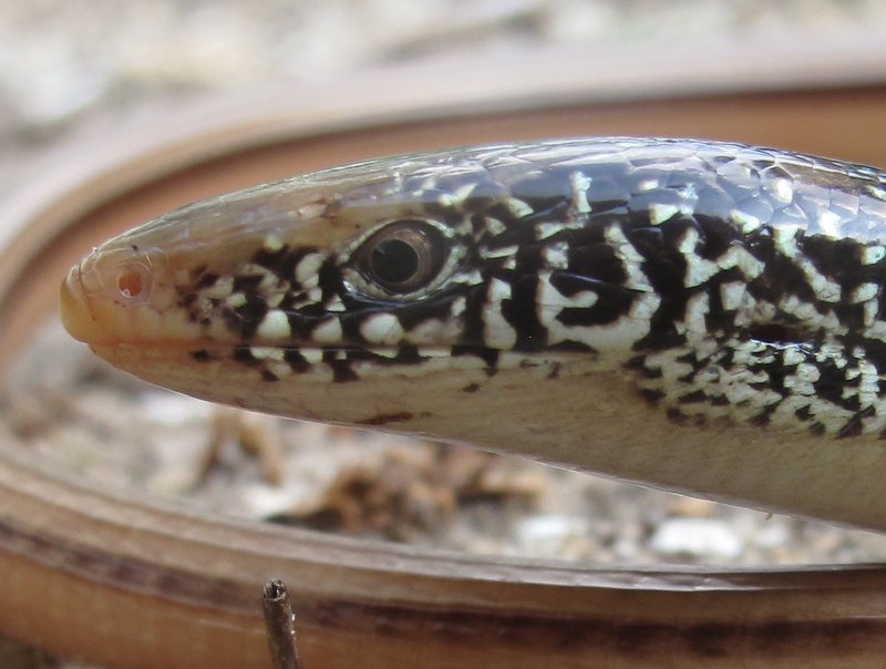 Life is short, but snakes are long Lizards of glass