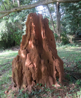 Mound building termites of East, Central and Southern Africa can serve as an oasis in the African desert to plants by replenishing the soil.