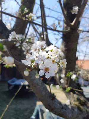 bahar tomurcukları