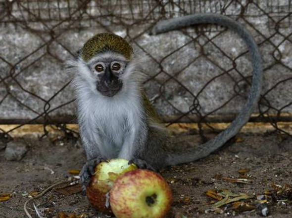 Zoológico de Al-Bisan: 80 animais não resistiram, mas 20 ainda lutam pela vida