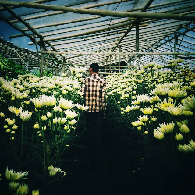 Setiya Aji Flower Farm Semarang