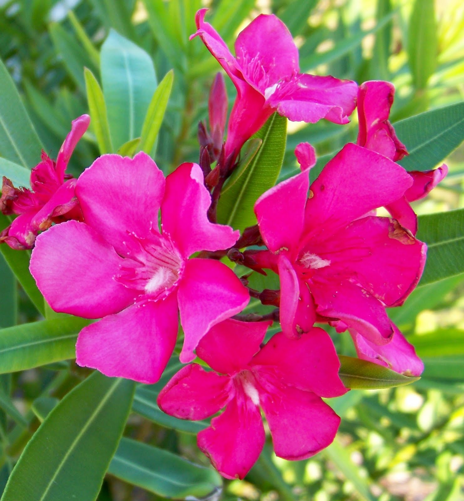 Worlds Most Dangerous Plants & Deadliest Plants on the Earth Most