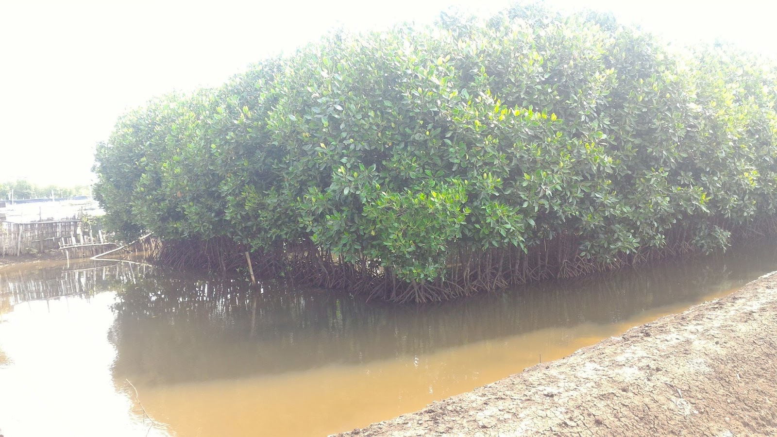 Penyuluhan Perikanan Budidaya UNDIP
