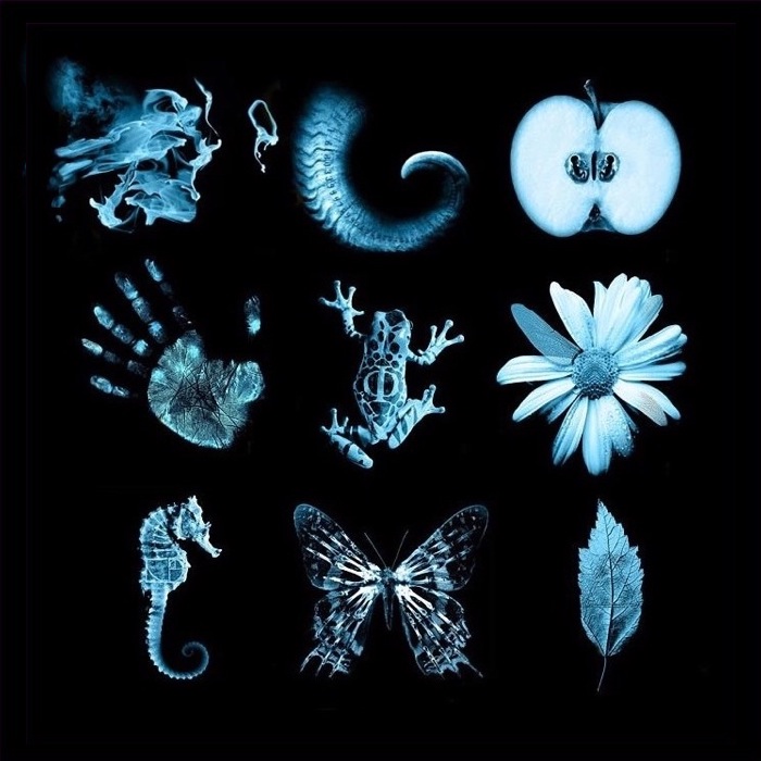 WEIRDEST SPECIAL EDITION OF LUCKY CHARMS EVER Nine glyphs: (1) a woman's face made of smoke; (2) a creature's spindly tail; (3) a cross-section of an apple showing odd seeds; (4) a palm print; (5) a frog; (6) a daisy or similar flower; (7) a seahorse; (8) a butterfly; (9) a leaf