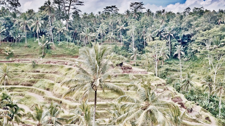 Ubud atrakcje, Ubud na Bali, małpi las w Ubud, Bali co zobaczyć, Bali Indonezja, Ubud restauracja, Ubud bali wycieczka, Ubud pola ryżowe, Ubud pałac, Ubud małpy, Bali co zobaczyć,