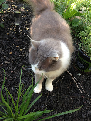 Neighbor kitty